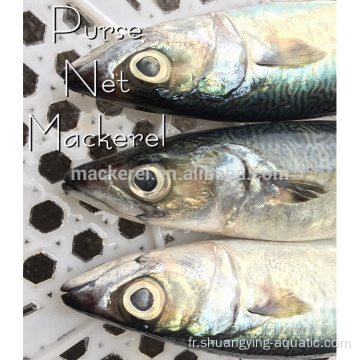 Terre surgelée Matière première Pacific MacKerel 300-500G